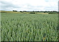 Field of wheat beside the minor road leading to Tregassa