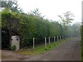 Large conifer hedge and fence posts on Bridle Road