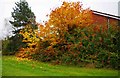 Autumnal colours (2), Discovery Road, Stourport-on-Severn