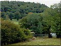 Woodland and pasture west of Carrog, Denbighshire