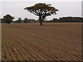 Oak trees in an arable setting