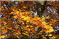 Beech leaves, Whittingehame Park