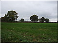 Grassland off Townfield Lane