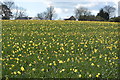 Crop of Daffodils