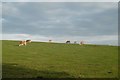 Simmentals, Gateside