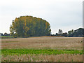 Small plantation west of Cansey Lane