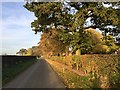 Autumn tints on Knowl Bank Road