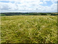 Field of barley at Tregaire Barton Farm