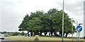 Trees in the middle of the roundabout