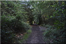 TQ3327 : High Weald Landscape Trail, River's Wood by N Chadwick