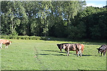 TQ3327 : Cattle by High Weald Landscape Trail by N Chadwick