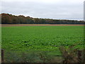 Crop field off Chelford Road