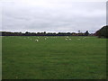 Grazing off Chelford Road