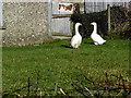 Pair of geese, Lisnafin