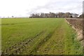 Winter cereals, West Balmirmer