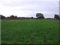 Grazing off Small Lane