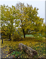 Autumn Colour in Trent Park, Enfield