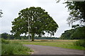 Tree, Stutton Park