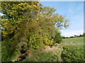 The Dollis Brook in Totteridge Fields