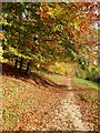 Autumn colours in Break-heart-hill Wood