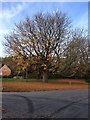 Tree in Upper Brailes