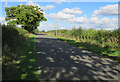 Wood Lane towards Higham on the Hill