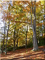 Woodland near Rothbury