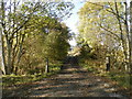 Tree lined track at Balnamuir