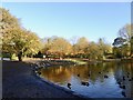 SJ8846 : Hanley Park: lake with Canada Geese by Jonathan Hutchins