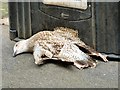 Dead gull on Dickson Road