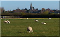 Sheep and pasture near Barton in the Beans