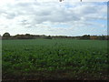 Crop field near Sudlow Farm