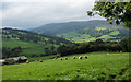 Sheep in field with valley of Afon Honddu