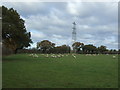 Sheep grazing and pylon