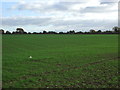 Young crop field off Middlewich Road (A530)