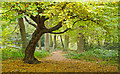 Path in Chigwell Row Wood Nature Reserve