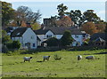 Sheep pasture at Shackerstone