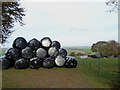 Silage bales at Kingbeare