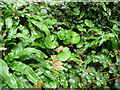 Ferns and round leaves next to the lane, Stackpole