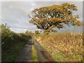 Track, Hendre Fawr