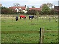 Fields near Shiptonthorpe