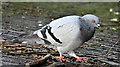 J3473 : Feral pigeon, Belfast (November 2016) by Albert Bridge