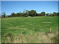 View from a Wootton-Smallbrook steam train - fields and horses near Ashey