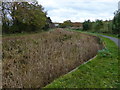 Disused and overgrown section of the Dudley Canal