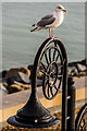 SY3492 : Herring gull on lamppost by Ian Capper