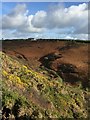 Gorse, Bracken and Sky