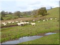 Sheep at Busk Farm