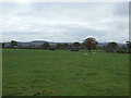 Grazing off Tattenhall Road