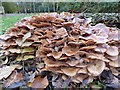 Fungus on an old tree stump