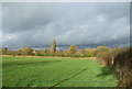 Grazing and hedgerow, Gradeley Green